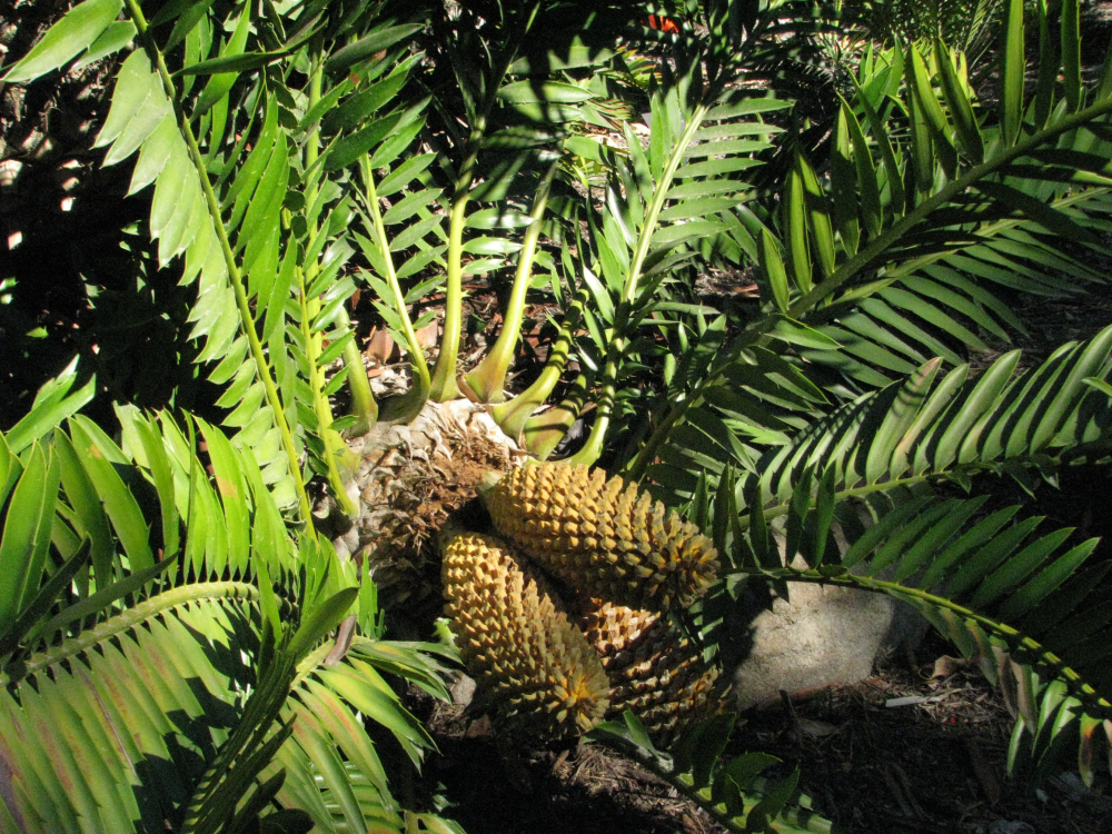 Encephalartos woodie with green leaves and spiky yellow trunk Encephalartos woodie with green leaves and spiky yellow trunk